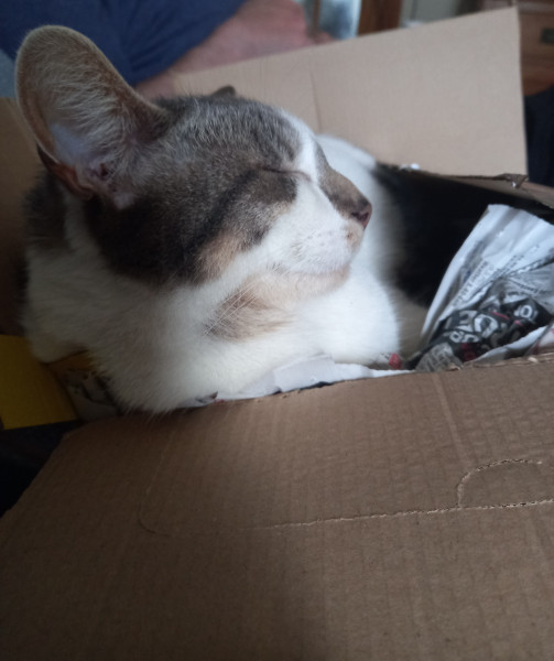 Let's see your relaxed cats