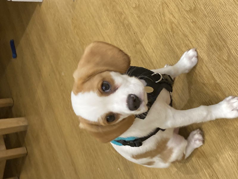 I think we're getting a puppy this weekend...