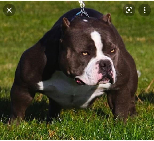 To worry about family dogs when kids visit friends' houses?