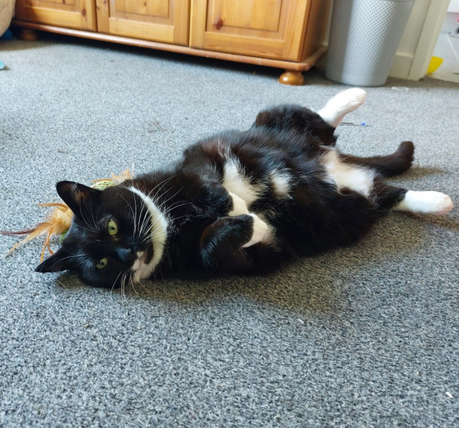 Let's see your relaxed cats