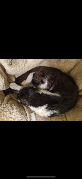 Not sure how much to intervene with this cat.