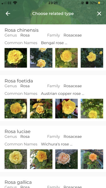 Long shot - anyone able to ID this rose for me?