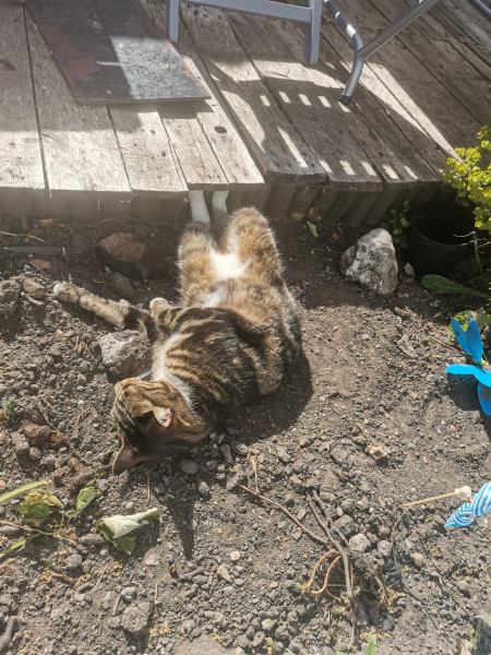 Let's see your relaxed cats