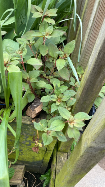 Id this perennial please