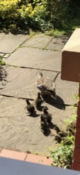 Ducks in garden!