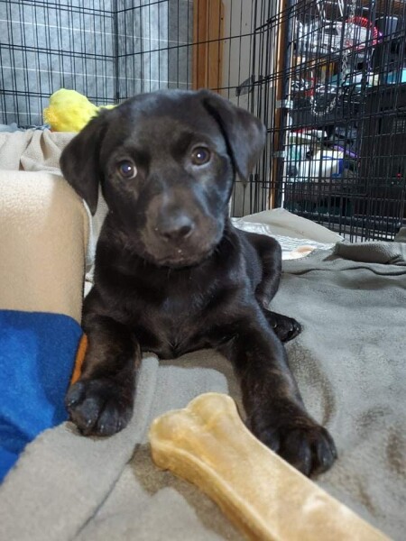 Tell me to stop looking at Labrador puppies