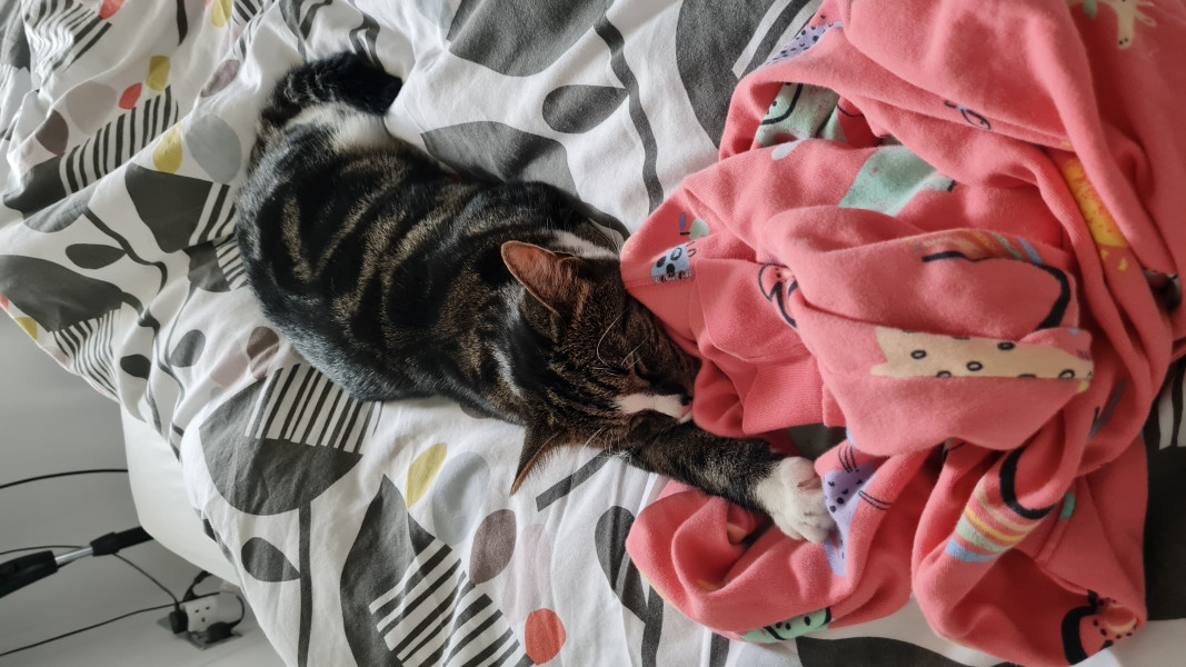 Friday Felines