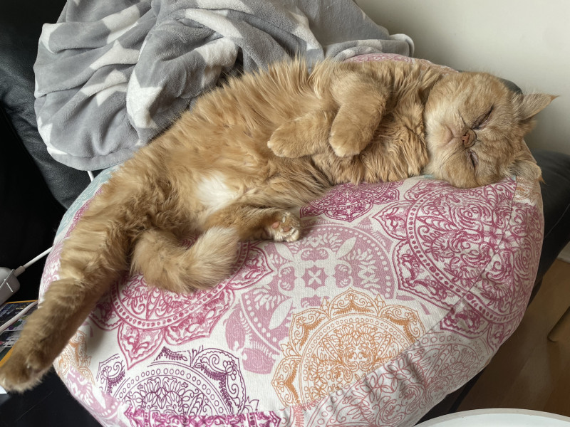 Let's see your relaxed cats