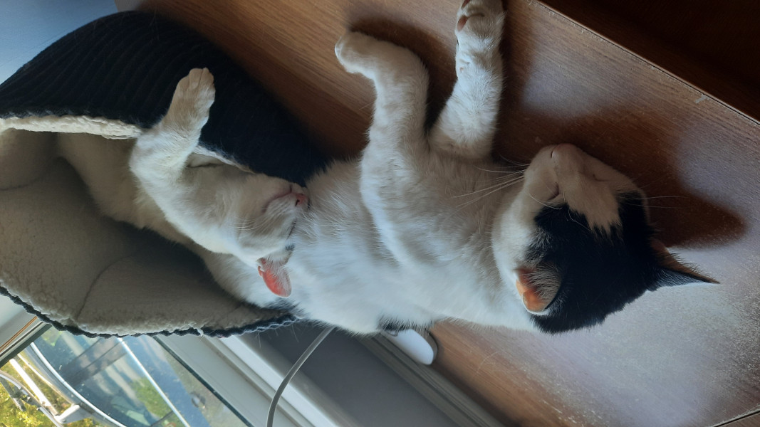 Let's see your relaxed cats