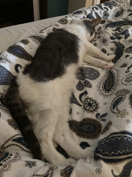 Let's see your relaxed cats