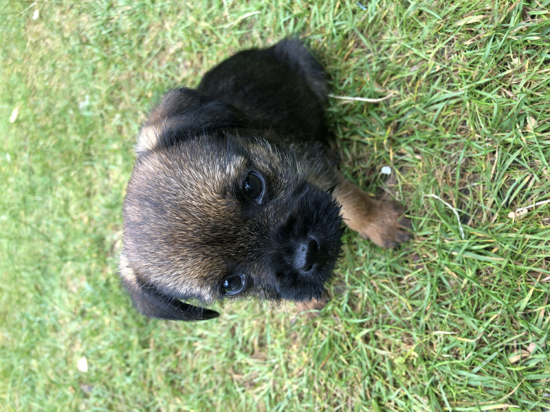 When to get puppy