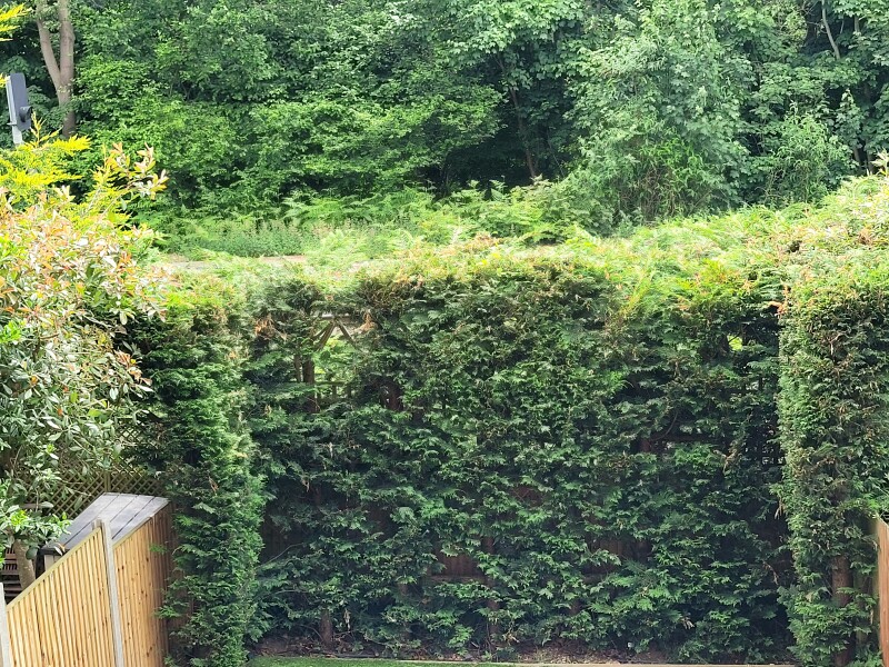 Gaps leylandi hedge
