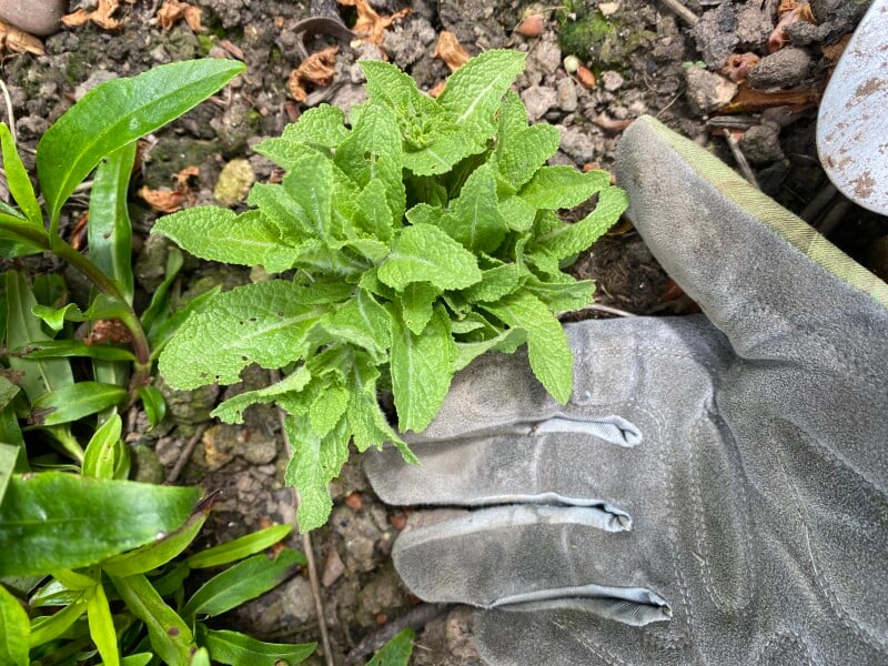 Another ID one please - plant app doesn’t know!