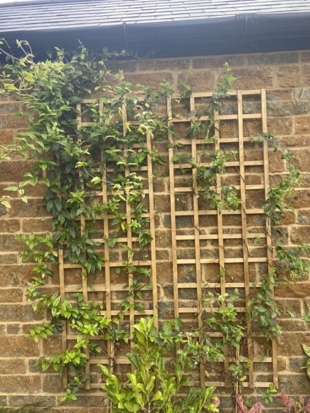 Honeysuckle
