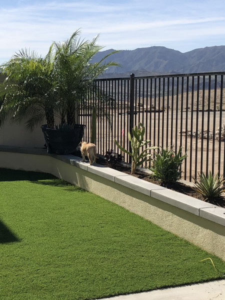 Artificial garden lawns - what a weird world