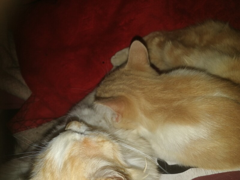 What has your experience of ginger  cats been ? 