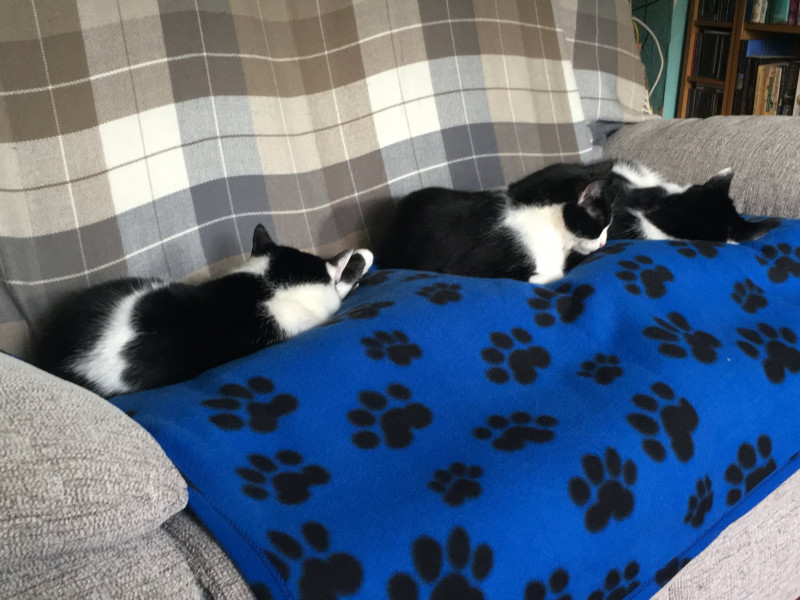 Let's see your relaxed cats