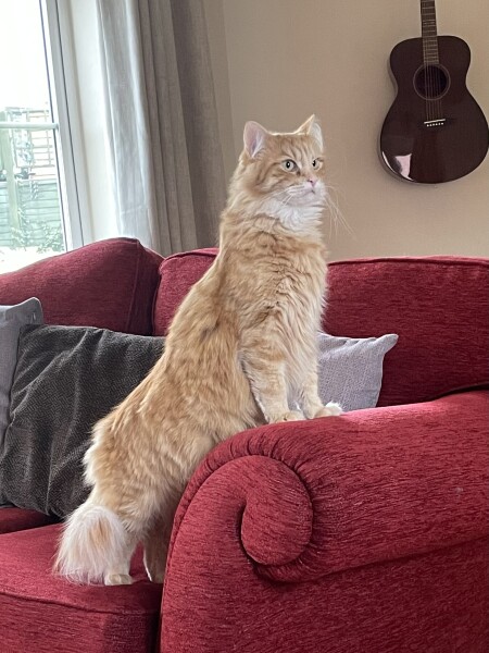 What has your experience of ginger  cats been ? 