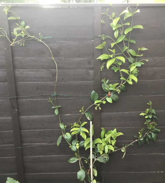 Can anyone help me with my jasmine. 