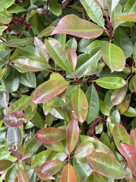 Help identifying plants please
