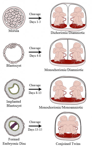 Were your top quality blasts (5aa/5ab/5ba) born male or female?  