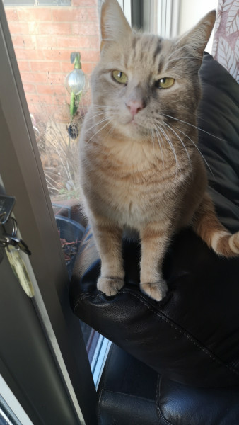 Can you give pet food to the food bank?