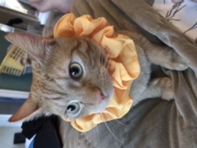 What has your experience of ginger  cats been ? 