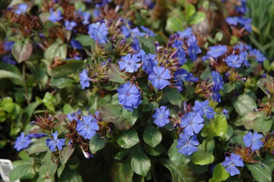 What are your favourite blue flowers?
