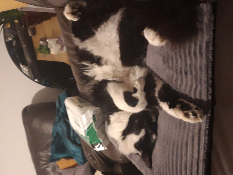 Let's see your relaxed cats