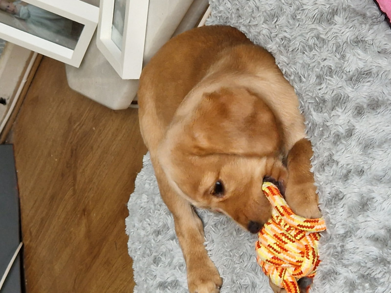 Auntie being rough with Puppy