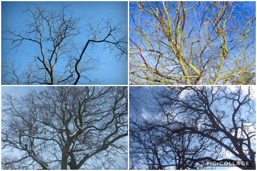 I want trees round the edge like this, how?!  Anyone good at identifying trees/bushes?