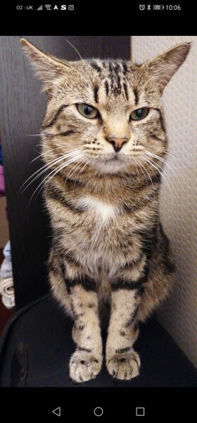 Lumps in cats neck
