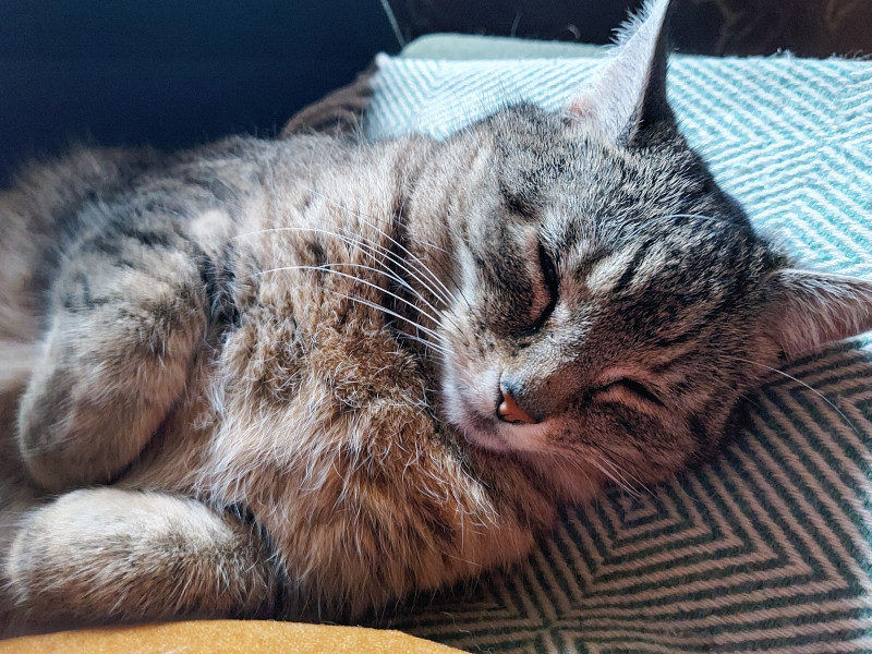 Let's see your relaxed cats