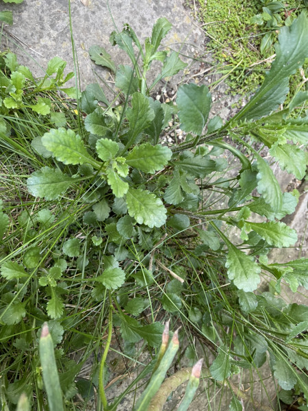 Another Plant ID please