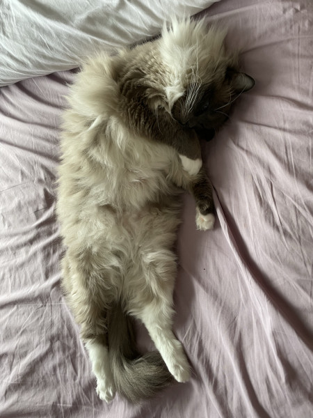 What have you done to annoy your cat today?