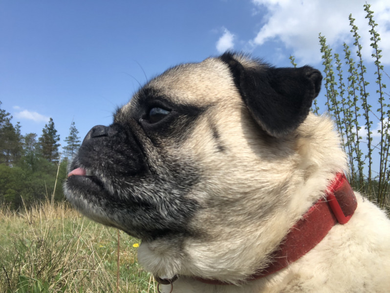 Pugs not “classed as dogs” anymore 