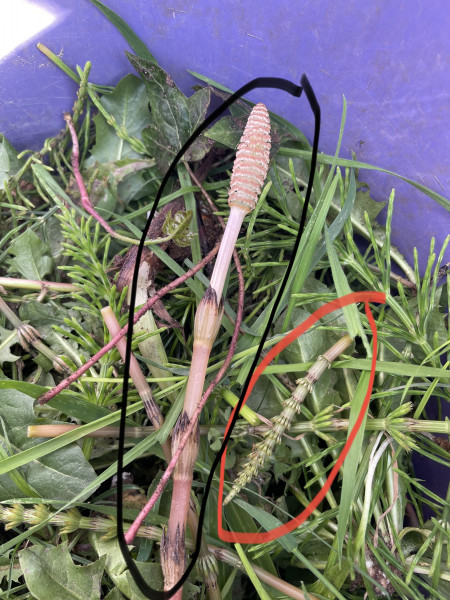 Please help with identifying fast spreading plant 