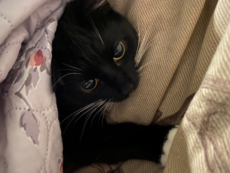 Worry about upsetting cat if I have a Baby