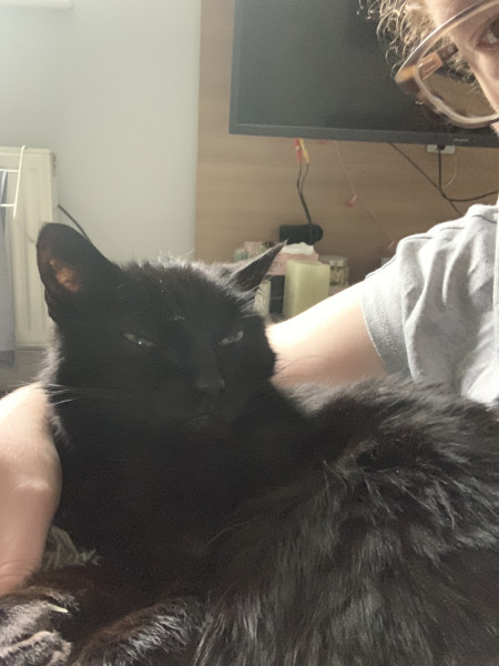 Not my cats and friends