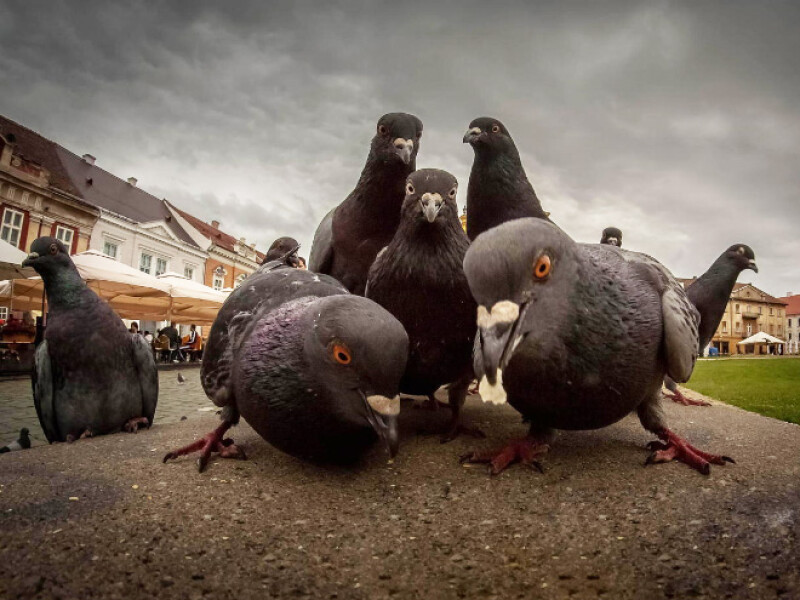 What are the pigeons doing?