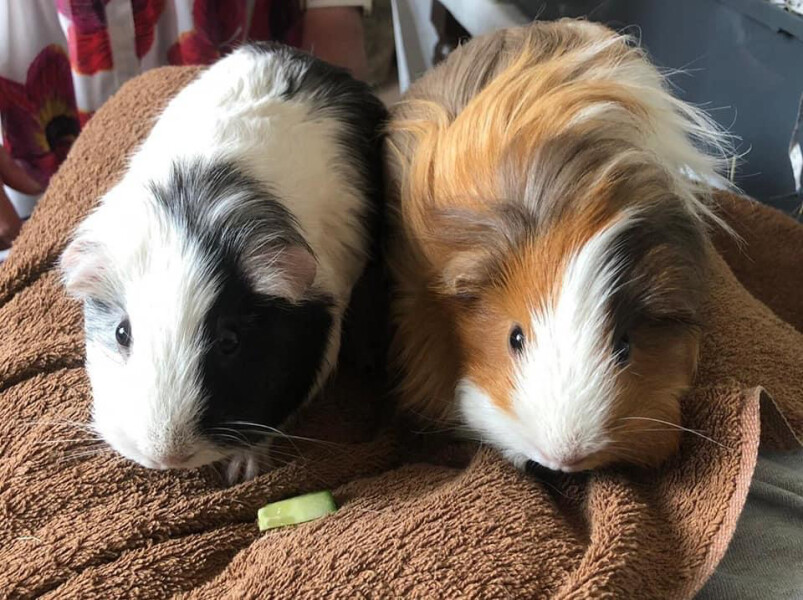 Pets at home dearth of pets for sale?