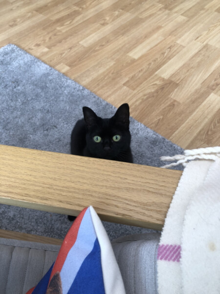 Please help ... rescue cat and potential new kitten??