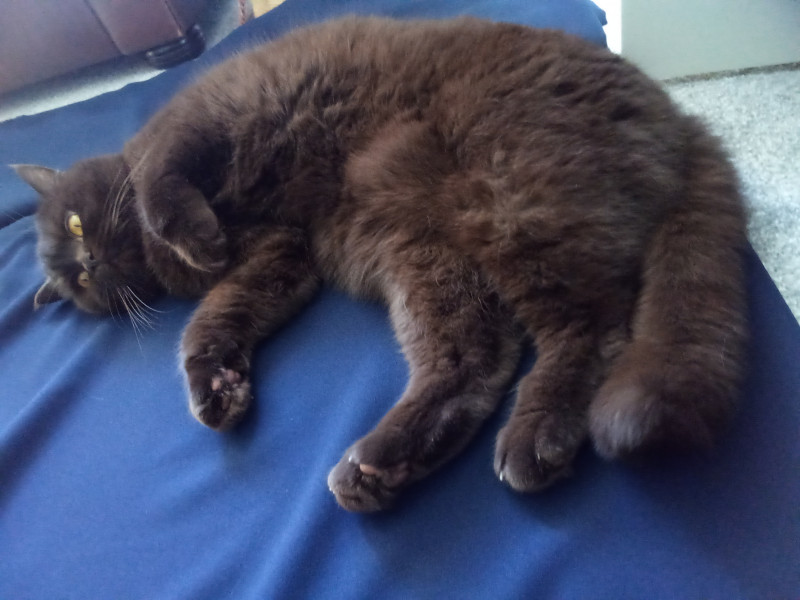 Let's see your relaxed cats