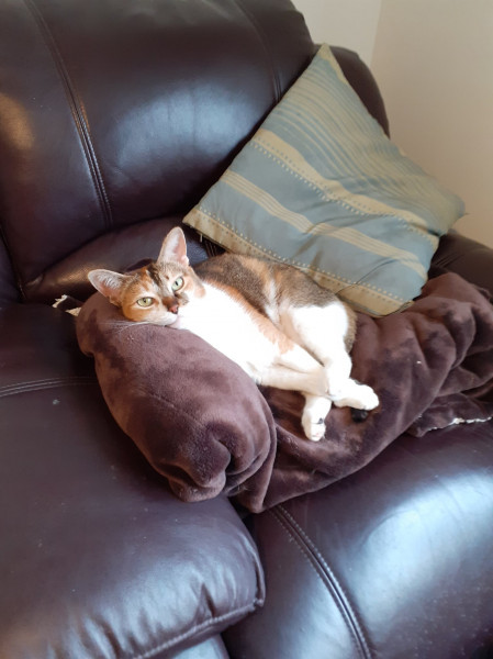 Let's see your relaxed cats