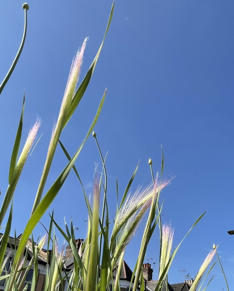 Grass with pink tinge to the flower - help identifying