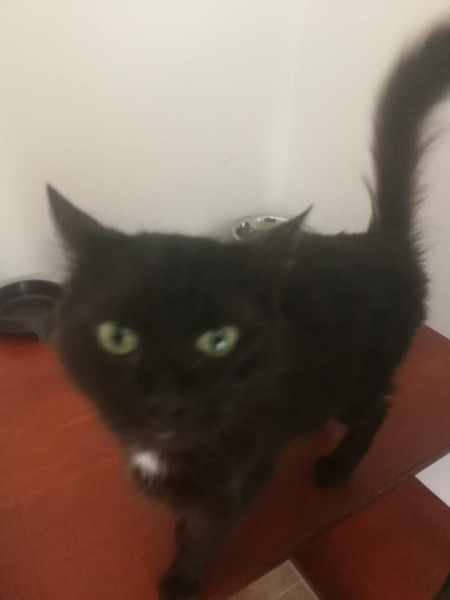 Our wee rescue cat! 