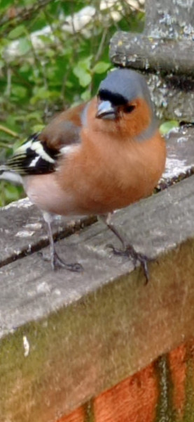 Nature Notes: the 2022 edition