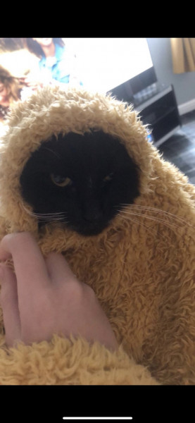 What have you done to annoy your cat today?
