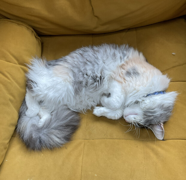 Let's see your relaxed cats