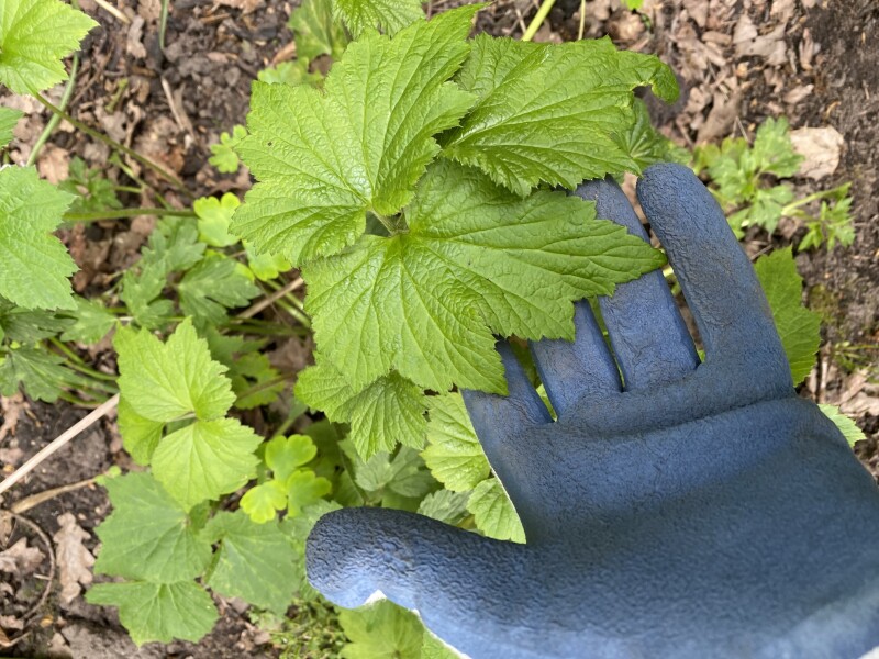 Anemone or weed?